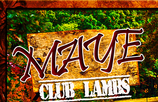 Maye Club Lambs
