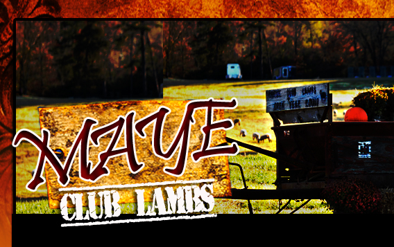 Maye Club Lambs